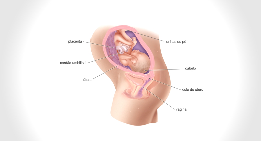 Semana 31 - <p>Seu bebê mede quase 30 cm, já pesa quase 2 kg e está em processo de ganho de 200 gramas a cada sete dias.</p>
<p>Somados com o líquido amniótico e placenta, já são cerca de 12 kg a mais na barriga da gestante.</p>
<p>Nessa fase, os pré-natais precisam ser feitos com mais frequência, de preferência de 15 em 15 dias.</p>