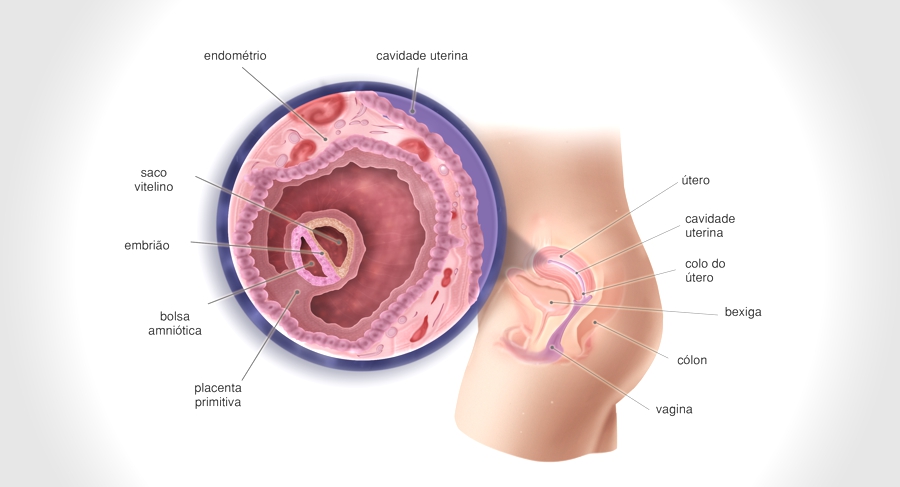 Semana 04 - <p>É  uma boa hora para fazer o teste. Os sinais de gravidez começam a ficar mais evidentes. É possível também que haja um pequeno sangramento porque o óvulo se fixa no revestimento do útero.</p>
<p>O feto ainda é muito pequeno, do tamanho de um caroço de feijão. O corpo começa a produzir um hormônio chamado gonadotrofina coriônica humana (conhecido como hCG), típico da gravidez. Você deve evitar exercícios de impacto e beber muita água.</p>