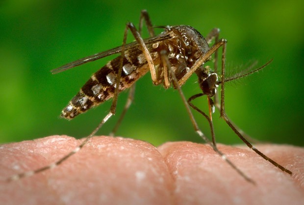 Microcefalia associada ao vírus Zika desperta atenção redobrada para gestantes em MT