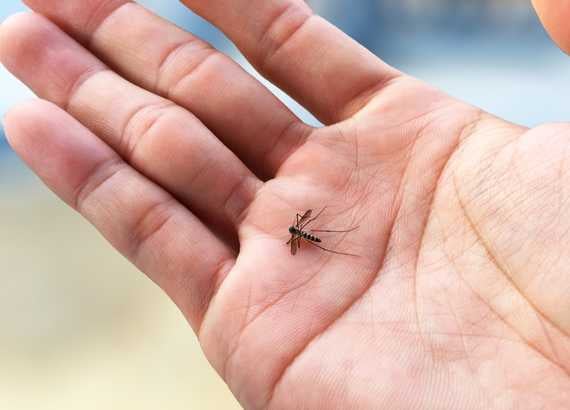Pediatra esclarece sobre os sinais de alerta da dengue em crianças